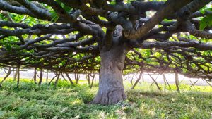 Una figuera pitiüsa