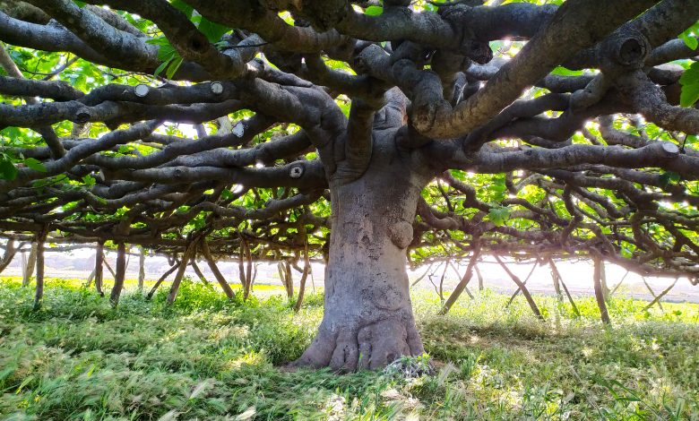 Una figuera pitiüsa